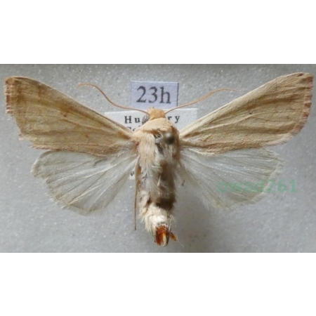 Mythimna vitellina (Hübner, 1808) Hungaria23h